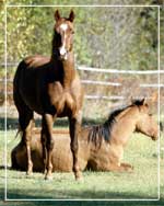 County Kildare Trained Horses